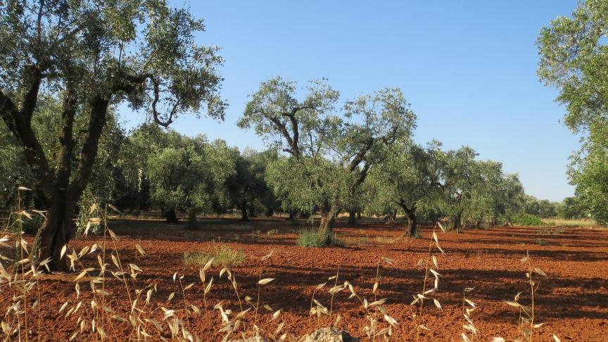 De Europese Commissie besliste al in 2015 stappen te zetten in de strijd tegen de verspreiding van de Xylella fastidiosa-bacterie. Het Italiaanse beleid faalde echter om dit grondig aan te pakken.