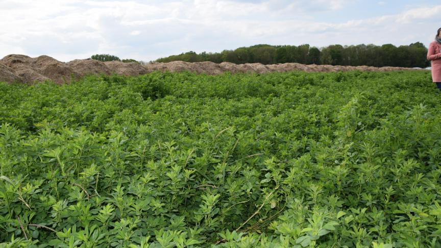 De luzerne wordt gecomposteerd op zijn veld.
