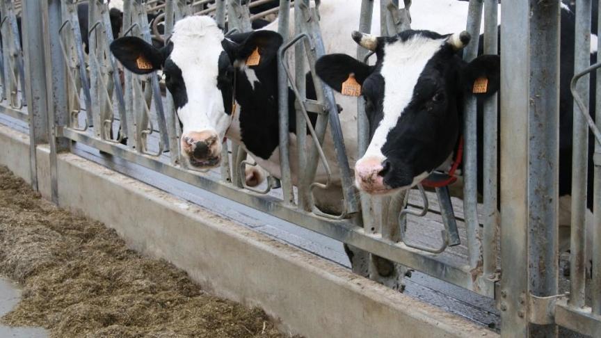 Omdat methaan een gevolg is van de afbraak van koolhydraten zoals zetmeel, suiker en vezels door de micro-organismen, is het logisch dat voedermanagement ook een direct effect heeft op de methaanemissies die deze micro-organismen produceren.