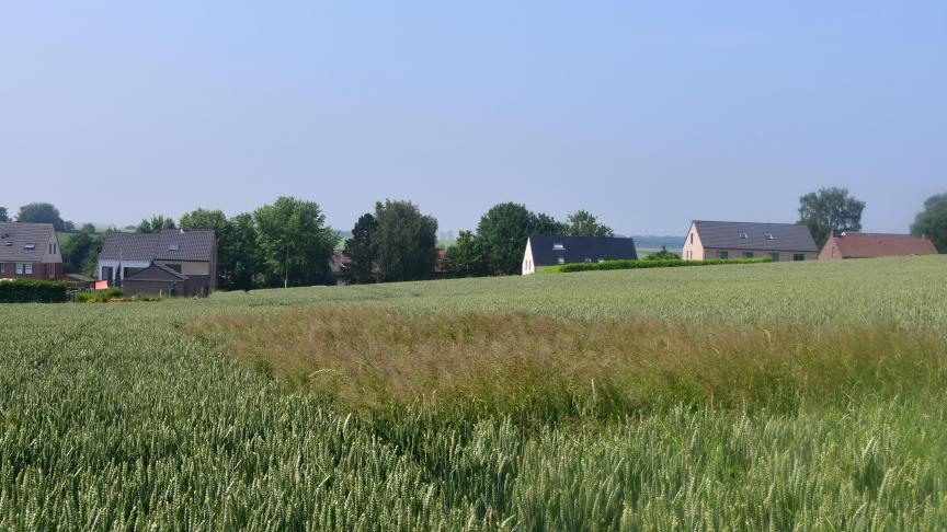 Gedeeltelijk zicht op de proef gewijd aan de bestrijding van resistente windhalm in de tarweteelt te Ophain. Op de voorgrond, het toevoegen van Beflex tijdens de behandeling in de herfst zorgt voor een heel duidelijk zichtbaar effect.