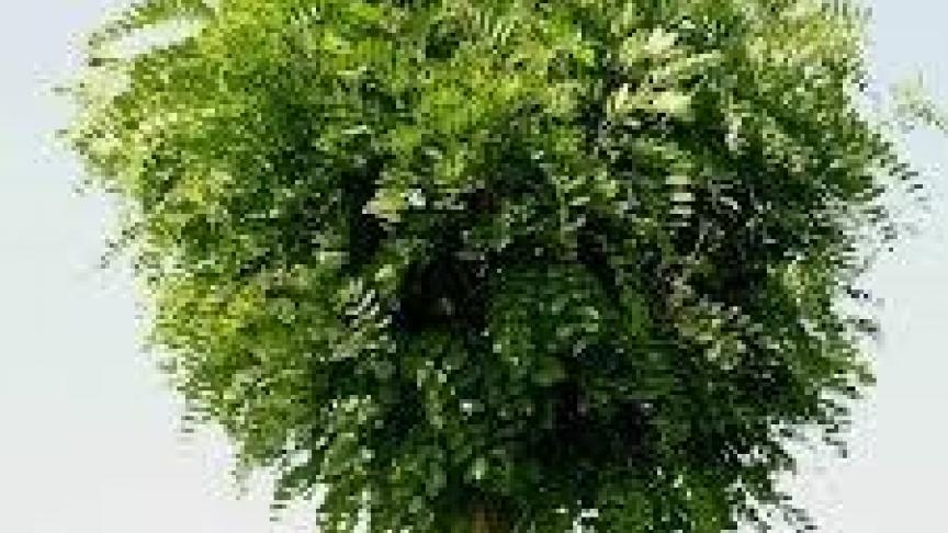 de bolaccacia, is mits een jaarlijkse drastische snoeibeurt in het voorjaar, perfect in te passen in de kleine tuin.