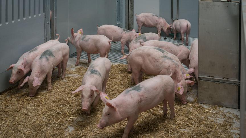 De Afrikaanse varkenspest hangt als het Zwaard van Damocles boven de professionele varkenshouderij.