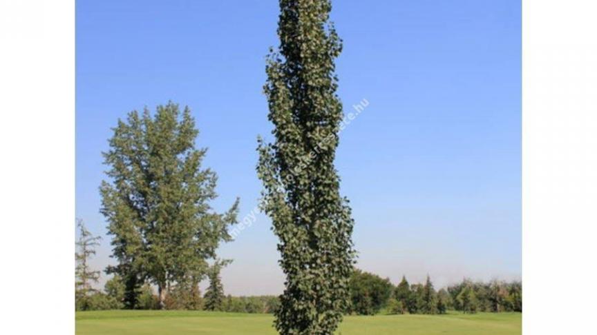 Populus tremula 'Erecta.