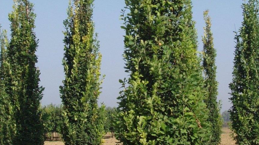 Quercus robur 'Fastigiata Koster'.