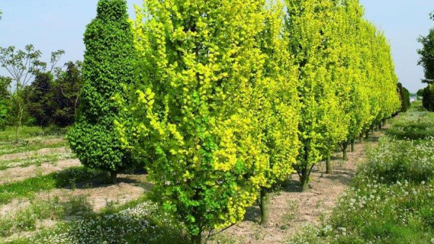 Populus tremula 'Erecta.