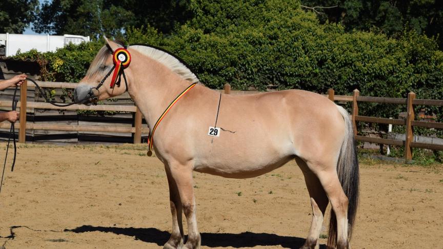 Pyra d'Ardenne, nationaal kampioene van Steven De Rauw uit Herdersem.