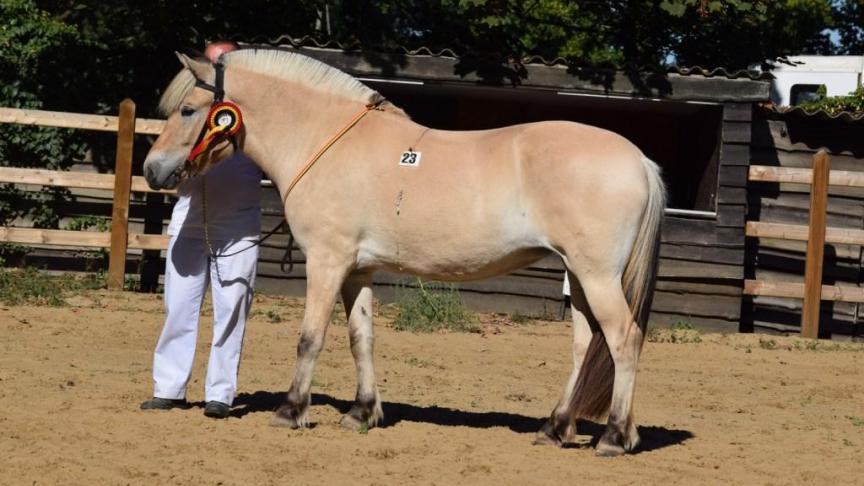 Toendra van het Terweidenhof, jeugdkampioene van Olivier Loix uit Drieslinter.