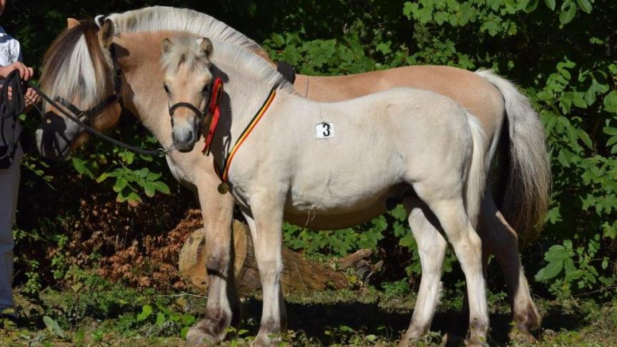 Vidar de la Maladrie, veulenkampioen van Tijl Delahaye uit Rendeux.