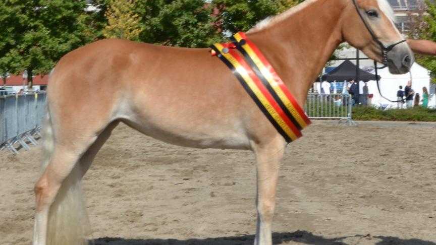 Gia Jane van het Bloemenhof van Isolde Tuypens uit Lier werd nationaal kampioene grote maat.