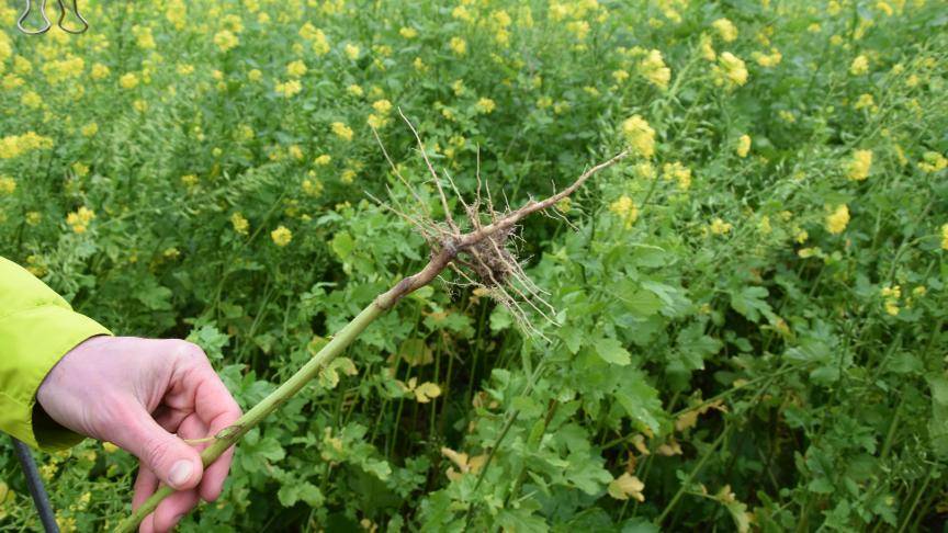 Met de teelt van vanggewassen kan volgens onderzoek dat aan de basis van beleid lag de waterkwaliteit het snelst verbeteren.