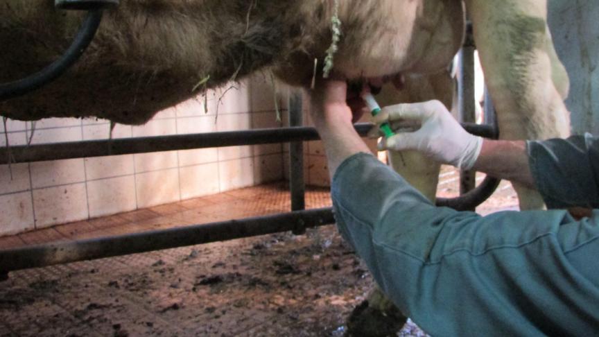 Droogzetten is een belangrijk moment voor de uiergezondheid. Er wordt desondanks vaak te weinig aandacht en tijd aan besteed. Een goede hygiëne (propere melkstal, uier en handen) en de juiste techniek helpen nieuwe infecties te vermijden en zijn cruciaal om selectief droogzetten succesvol toe te passen.