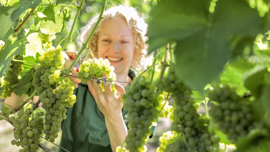 De Europese wijnbouw blijft groeien, vooral omdat buiten Europa steeds meer wijn wordt gedronken.