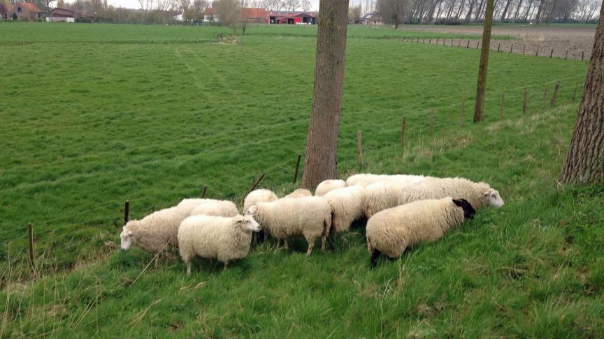Vaccinatie leidt meestal snel tot een verbetering van het dierenwelzijn in de kudde,  maar de aantasting kan wel (latent) aanwezig blijven.