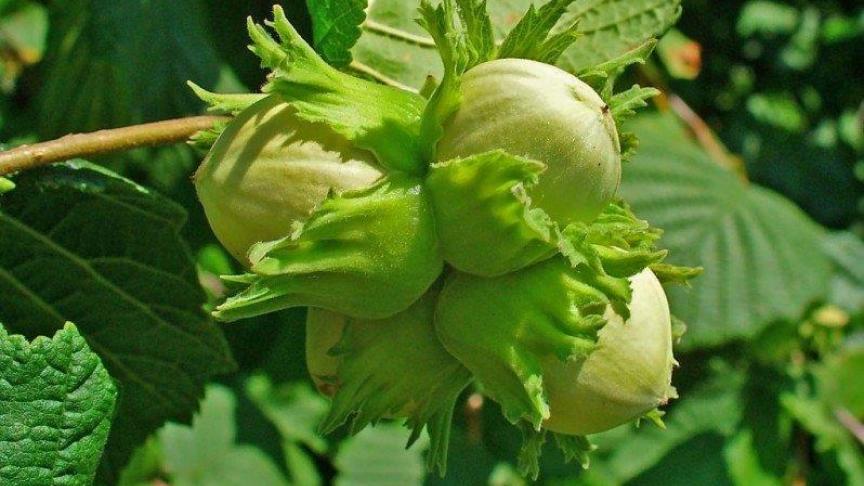 Hazelnoten voor direct gebruik kunnen van de boom geplukt worden met de schutblaadjes er nog aan.