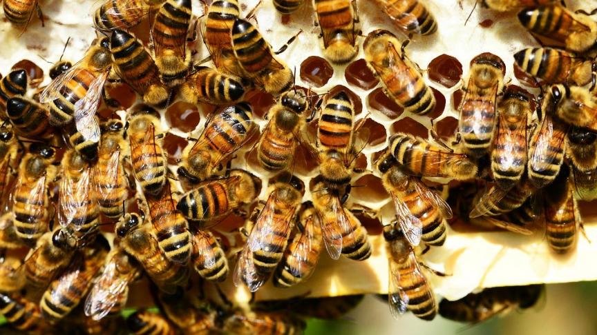 In de aanbevelingen staat hoe bestrijdingsmiddelen getest dienen te worden om bijen tegen acute en langdurige blootstelling te beschermen.