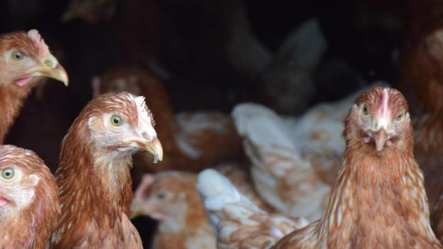 Vooral bedrijven in West- en Oost-Vlaanderen werden getroffen.