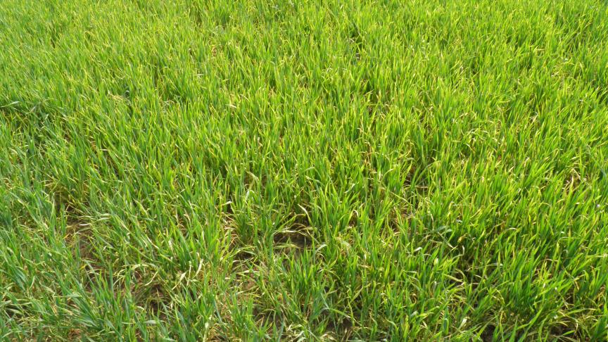 Bladluizen kunnen het bladvergelingsvirus overbrengen. De bladluisaantasting kan onder de huidige gunstige weersomstandigheden zeer snel toenemen.