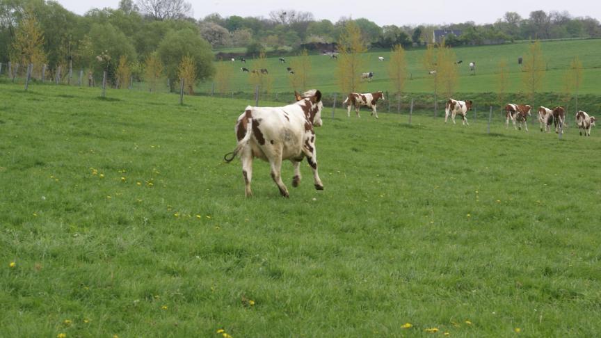 Het was zeker niet onze intentie om andere melkveehouders te beschuldigen of te schofferen, integendeel. Wij hebben steeds zeer goede relaties met de landbouwers gehad , klinkt het.