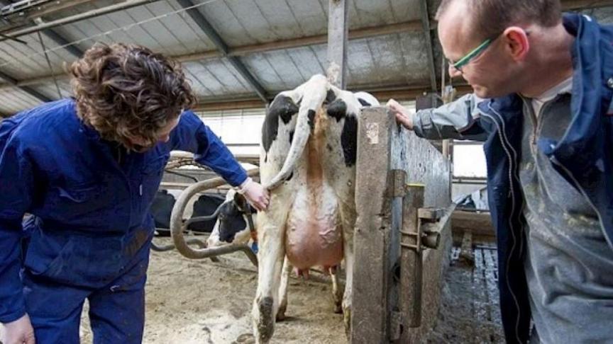 Een goede relatie met de bedrijfsdierenarts is van cruciaal belang, maar je kunt ook heel wat opsteken van collega-veehouders.
