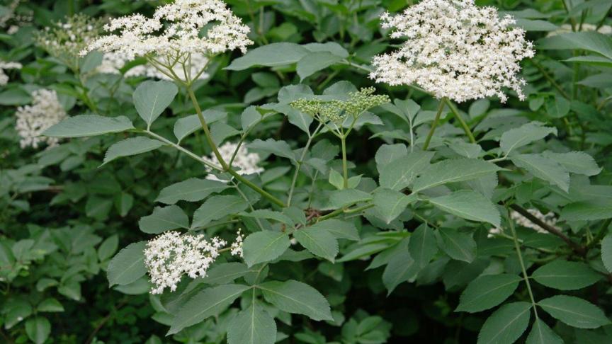 De vlier heeft niet alleen gezonde en lekkere bessen , ook de bloesem kan in allerlei lekkere gerechten verwerkt worden.