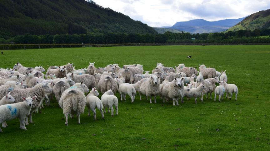 Schapen zijn al sinds de Romeinse tijd in het Verenigd Koninkrijk en zijn enorm belangrijk door hun wol, vlees, melk en huiden.