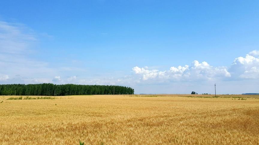 The New York Times publiceerde een artikel dat beschrijft hoe politici in landen als Hongarije en Tsjechië een deel van de landbouwfondsen misbruiken voor eigen gewin of dat van bevriende grootgrondbezitters.