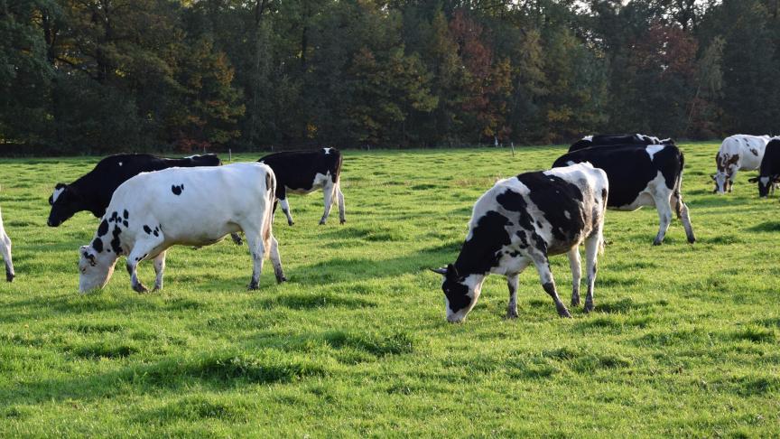 Het dashboard van Amazing Grazing laat zien of het grasaanbod binnen het streeftraject blijft.