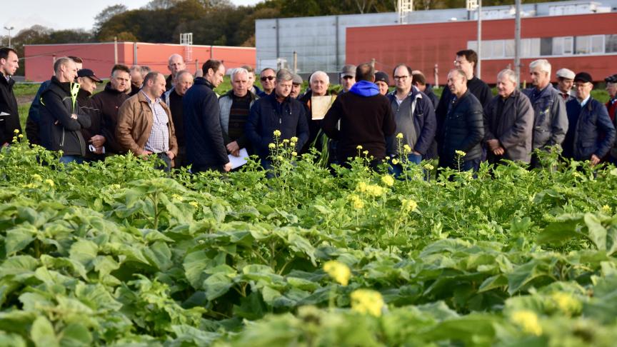 Op een demonamiddag in Beernem gaven Inagro en ILVO meer uitleg over mengsels van groenbedekkers.