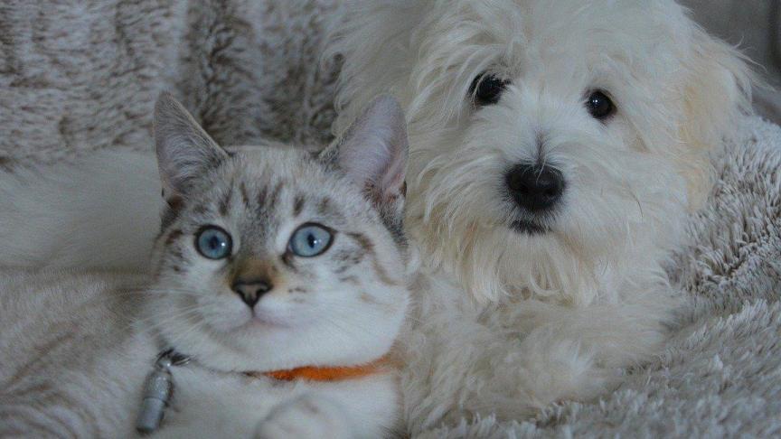 Bovendien kunnen we dankzij postmortaal onderzoek snel infectieuze ziekten opsporen, wat bijdraagt tot de behandeling van andere besmette dieren , stelt DGZ.