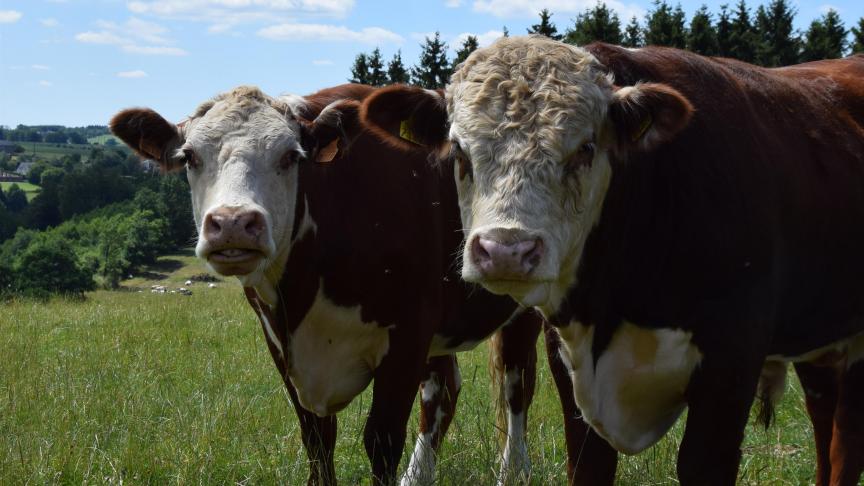 In de ranches in de Far West worden Hereford runderen vaak geassocieerd met Quarter Horse paarden. Vandaar de keuze van Laurence voor dit runderras op haar ranch.