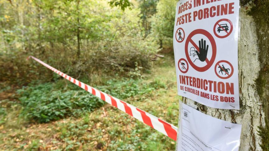 Afrikaanse varkenspest heerst in verschillende Europese landen. In ons land werd de ziekte in de provincie Luxemburg aangetroffen bij wilde everzwijnen.