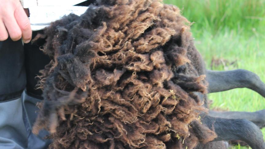 “We scheren onze schapen nog met de hand.”