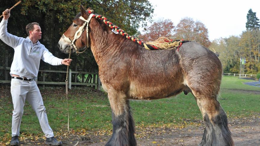 Milan van het Rijkelhof van Nico en Maxim Smeers kreeg de meeste punten.