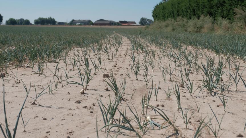 De droogte teistert al enkele jaren de landbouw.