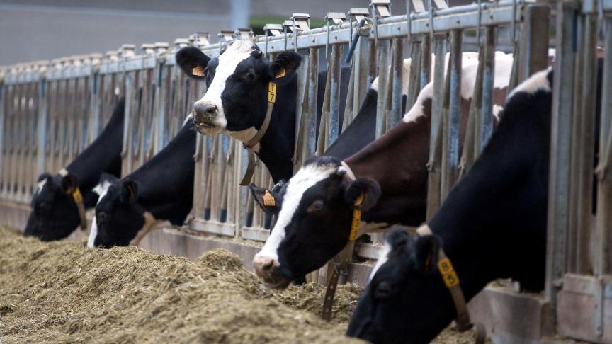 Europees is de melkprijs licht gedaald.