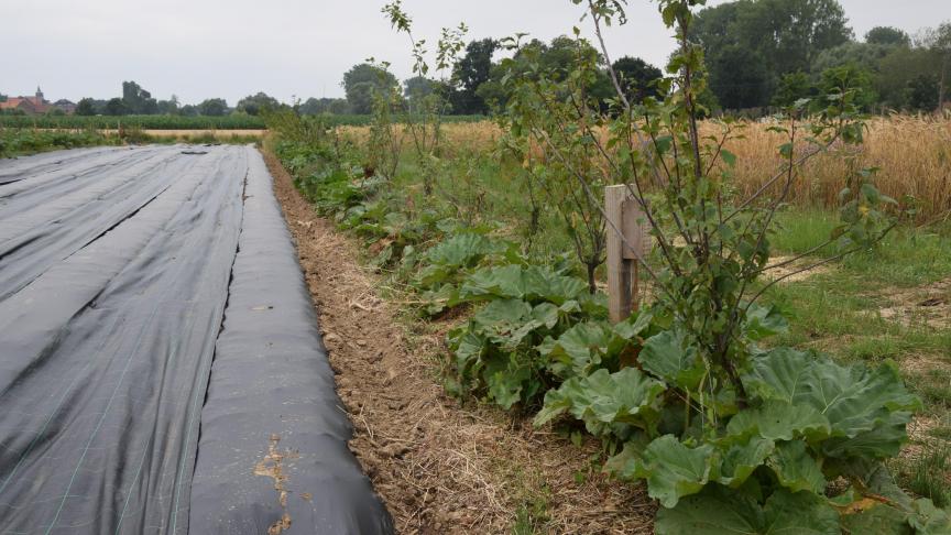 Met onder andere agroforestry kunnen we volgens BoerenForum een boerenlandbouw creëren die de kracht heeft om zich aan te passen aan de klimaatverandering.