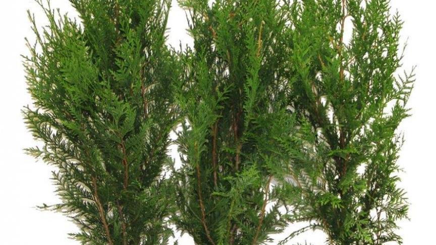 Thuya plicata atrovirens is zeer geschikt voor het vormen van smalblijvende hagen.