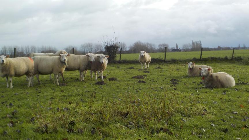 De voedingssituatie in de winter is erg verschillend van bedrijf tot bedrijf,  maar er zijn basisprincipes.