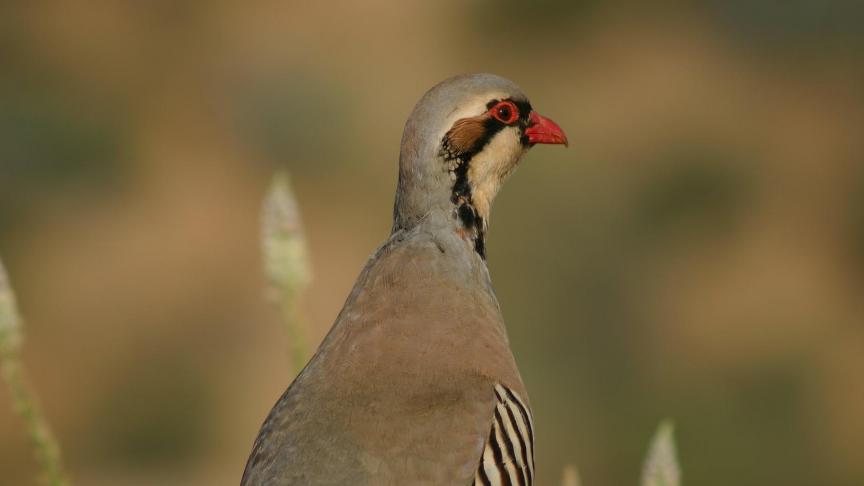 Op de meest recente Rode Lijst van broedvogels in Vlaanderen werd de patrijs dan ook opgenomen in de categorie ‘Kwetsbaar’.