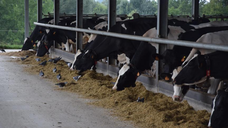 FrieslandCampina verlaagt de garantieprijs voor januari.