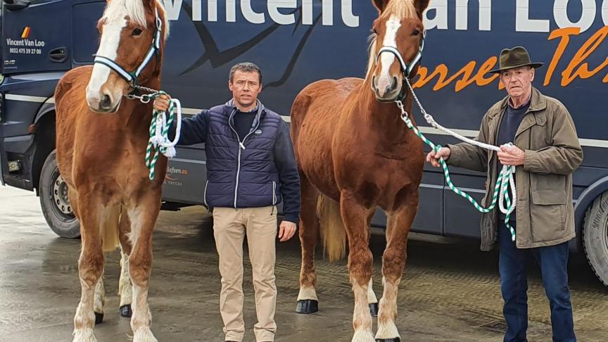 Roger en Jurgen Talpe samen met  de jaarling  hengsten Yppon  van ’t Kaleihof en Yahoo de le Hutte net vóór het  transport naar Slowakije.