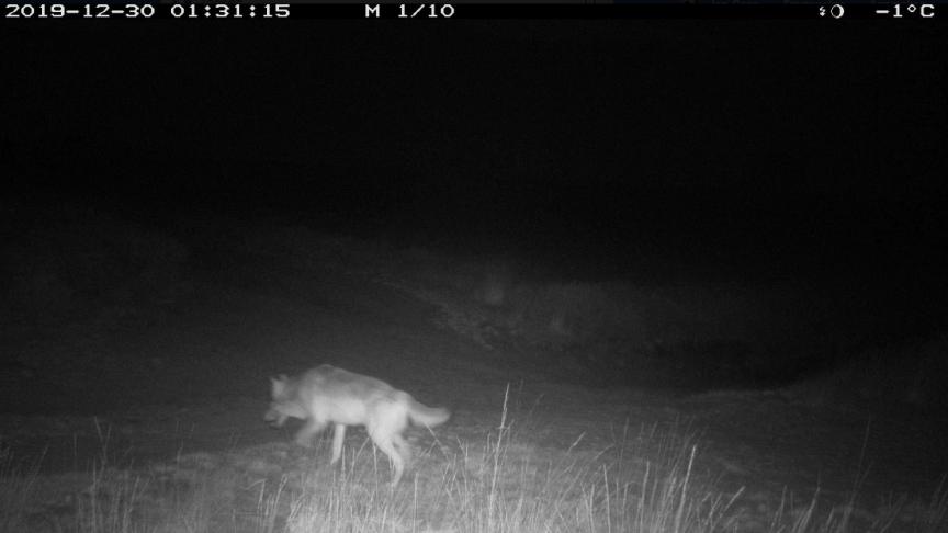 De eerste foto van Wolvin Noëlla in Limburg is een feit. De regering roept iedereen op om de beschermde diersoort geen kwaad te doen.