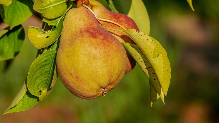 De bacterie verspreidt zich snel en is niet te genezen.