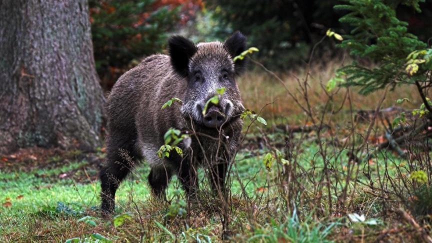 Everzwijnen richten heel wat schade aan.