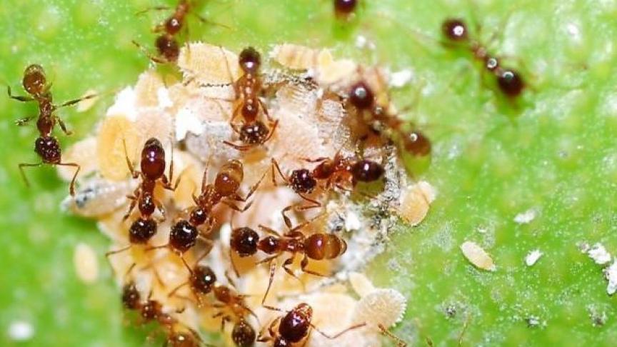 De EU-landen stemden vorig jaar al in met een verbod op drie producten waarvan vanwege hun schadelijkheid voor hommels, wilde bijen en honingbijen.