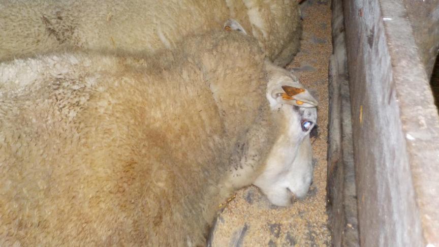 De dieren die in conditie achteruitgaan of al mager zijn, dragen meestal een meerling. Deze worden het best wat intenser gevoederd.