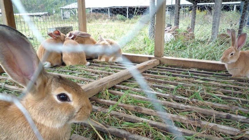 De konijnenhouderij is een kleine sector.