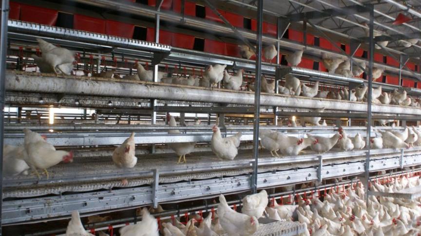 In het voorjaar van 2019 zijn een 80-tal bedrijven in Vlaanderen getroffen door een besmetting met het vogelgriepvirus van het type H3.