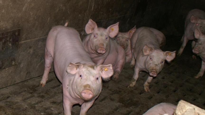 Algemene bioveiligheidsmaatregelen zijn nodig om de infectiedruk van de omgeving en bij de dieren zo laag mogelijk te houden en de spreiding van Salmonella te beperken.