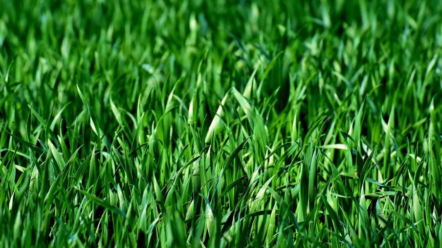 Op beide professionele netwerkdagen ontdek je alle facetten rond aanleg, renovatie en onderhoud van gazon, sportvelden en openbaar groen.